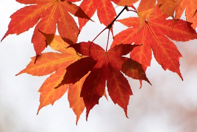 Red maple leaves on branch