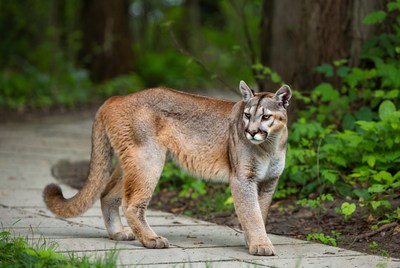 Cougar walking on forest path
