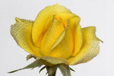 Yellow Rose with Dew Drops
