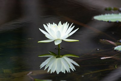 White lotus flower with water reflection