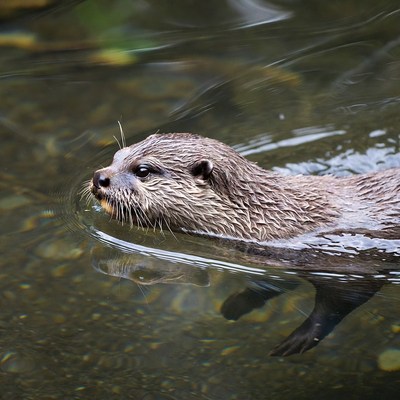 Otter swimming in clear water