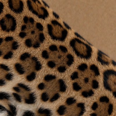 Leopard fur texture close-up