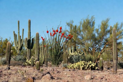 Saguaro Cacti with Red Flowers in Desert