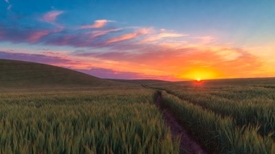 Sunset over wheat field path