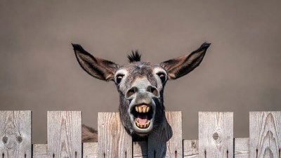 Donkey braying over wooden fence