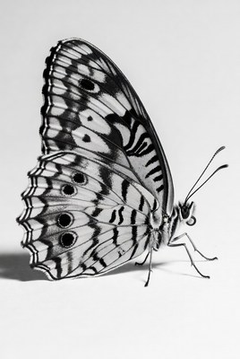 White Peacock Butterfly on white background
