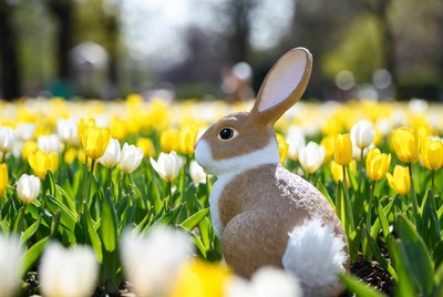 Brown and white bunny in tulip field