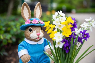Easter bunny holding daffodils