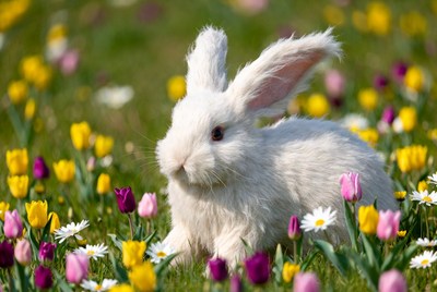 White bunny in tulip field