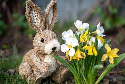 Bunny smelling daffodils