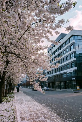 Cherry Blossoms Framing Modern Hotel Building