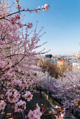 Cherry Blossoms Overlooking City Buildings