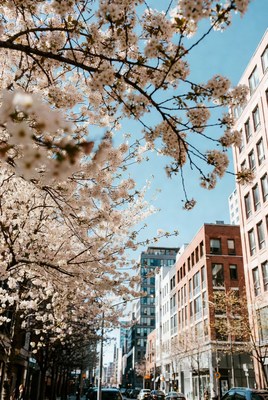 Cherry Blossoms Over Urban Street
