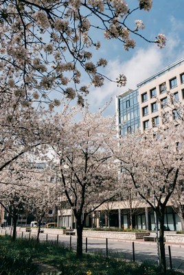 Cherry Blossoms Framing Urban Buildings