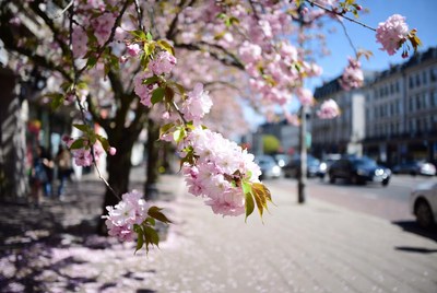 Pink Cherry Blossoms on Urban Street