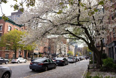 Cherry Blossoms Over Urban Street