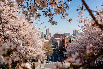 Cherry Blossoms Framing Urban Street