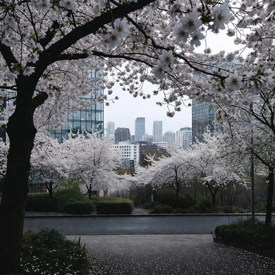 Cherry Blossoms Framing City Skyline