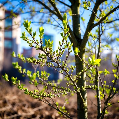 Spring tree with fresh green buds