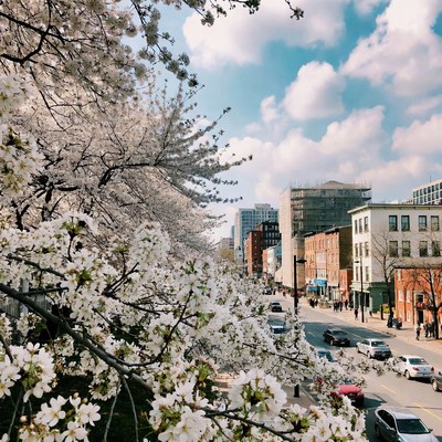 Cherry Blossoms Framing Urban Street