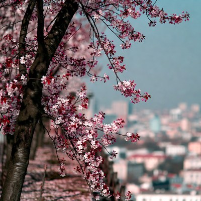 Cherry Blossom Tree Over Cityscape