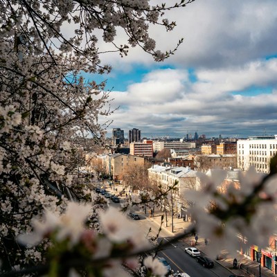 Cherry Blossoms Over City Street