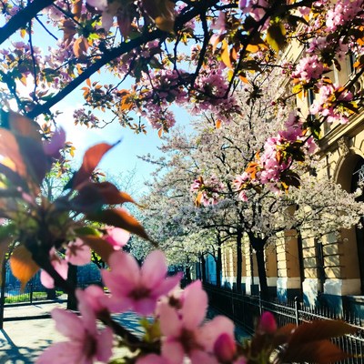 Cherry Blossoms Framing Historic Building