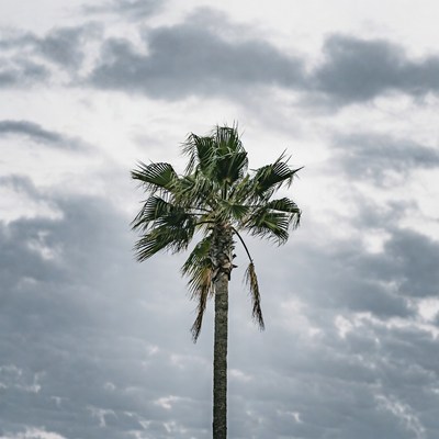 Tall palm tree under cloudy sky