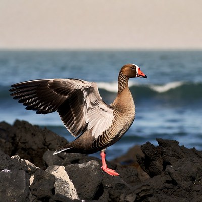 Egyptian Goose Spreading Wings on Rocks