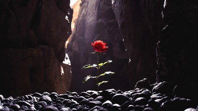 Red Rose in Rocky Canyon
