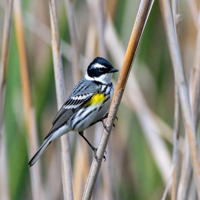 Yellow-rumped Warbler on Reed
