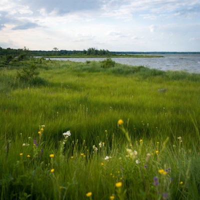 Green grass field with wildflowers by lake