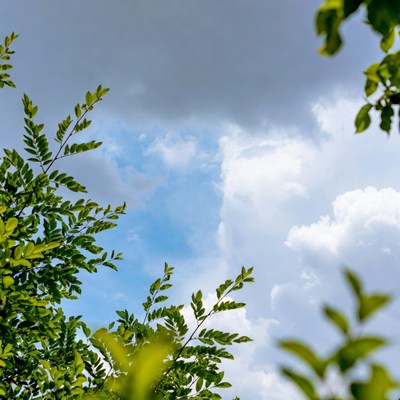 Green leaves framing cloudy sky