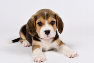 Cute Beagle Puppy Lying Down