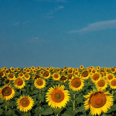 Sunflower Field Under Blue Sky