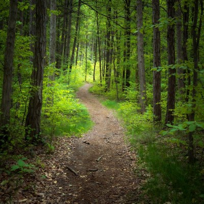Forest Path Through Dense Green Trees