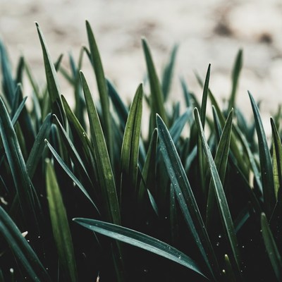 Close-up of fresh green grass blades