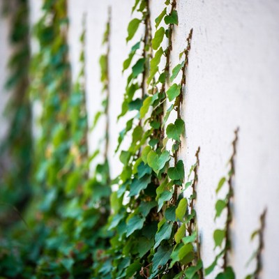 Green Ivy Climbing White Wall