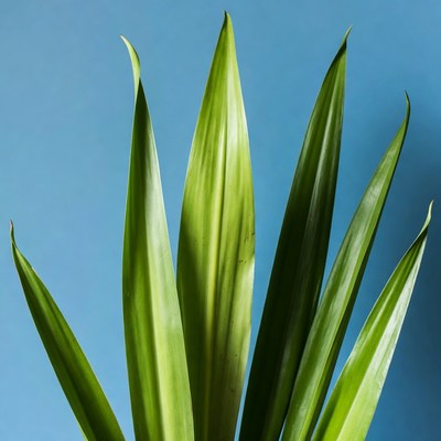 Green plant leaves on blue background