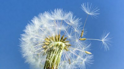 Dandelion seeds against blue sky