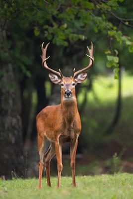 Buck Deer with Large Antlers in Forest
