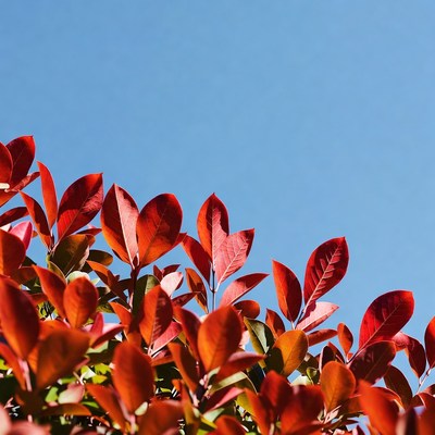 Red Leaves Against Blue Sky