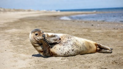 Harbor seal lounging on beach
