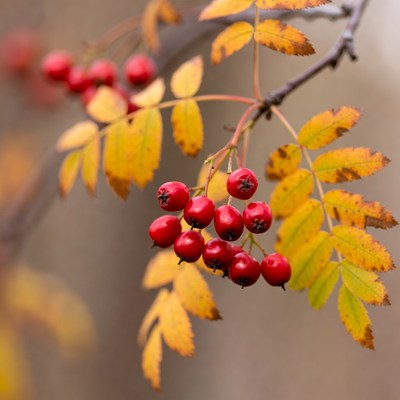 Red Mountain Ash Berries on Autumn Branches