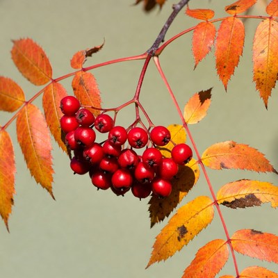 Red Mountain Ash Berries on Autumn Branch