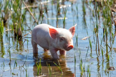 Baby pig wading in water