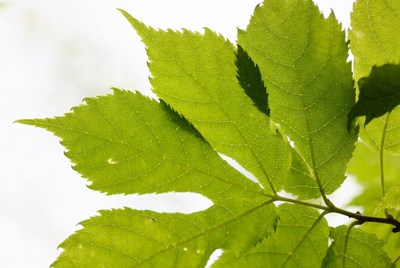 Green Maple Leaf Closeup