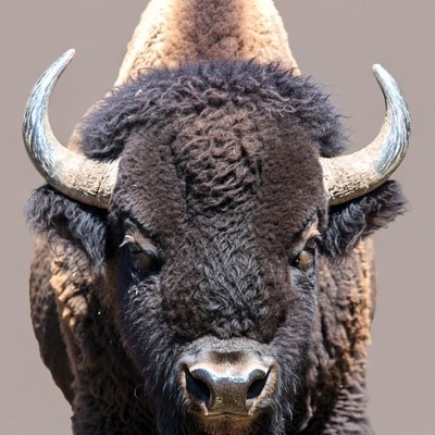 Close-up American Bison Head