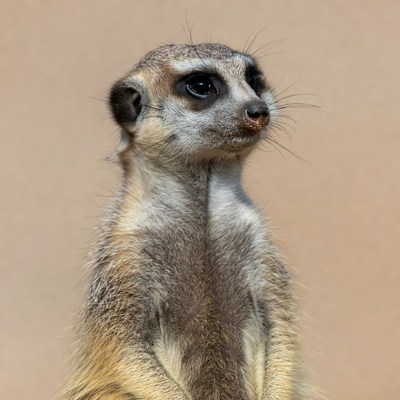 Meerkat standing on beige background