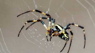 Argiope Spider on Web